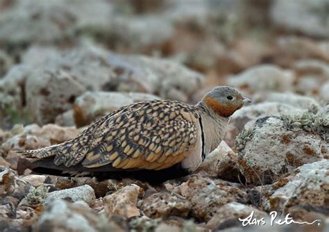 Black Bellied Sandgrouse Canary Islands Bird Images From Foreign