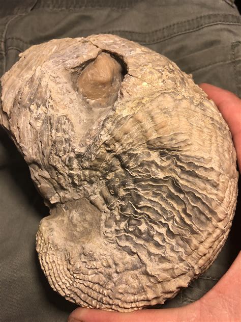 Could This Be A Fossilized Pearl Stuck In The Top Side Of This Fossil
