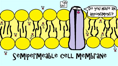 A Semipermeable Cell Membrane Has Openings Small Enough For Water