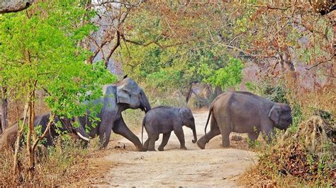 Wild Asian Elephant Herd Crossing The Road Asian Elephant Flickr