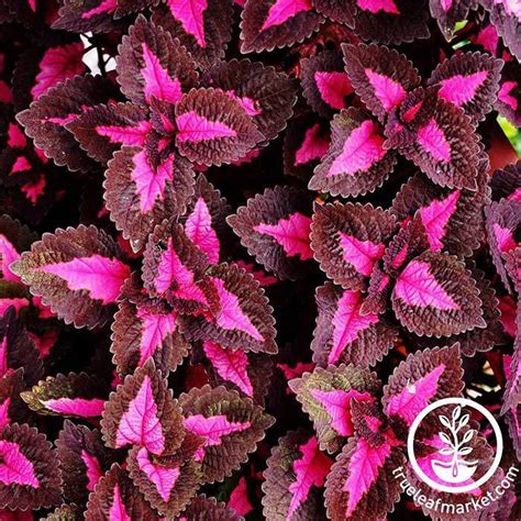 Coleus House Plant Seeds Chocolate Covered Cherry Painted Nettle