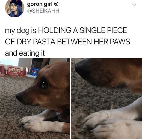 Heckin Good Doggo Memes 33 Memes Funny Dog Memes Cute Memes Memes