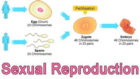 Sexual Reproduction Diagram Sexual Reproduction Definition Stages