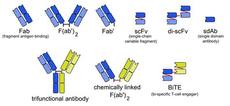 They are therefore of constant structure and bind to the same foreign markers (called antigens). List of therapeutic monoclonal antibodies - Wikipedia
