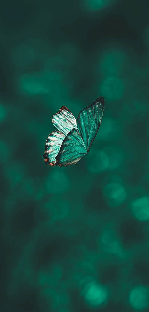 Green Butterfly Naturaleza Nature Animal Mariposa Verde Hd Phone