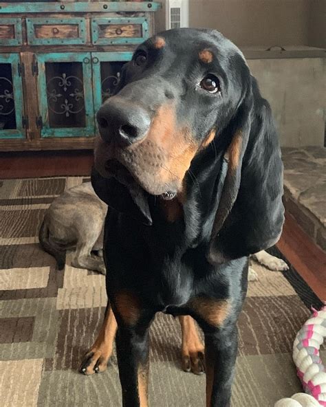 14 Pretty Facts About Black And Tan Coonhound Dogs Page 2 Of 4 Petpress