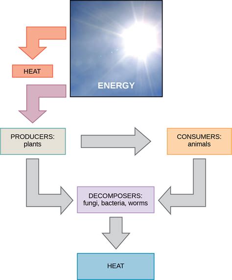 Energy And Metabolism OpenStax Biology E