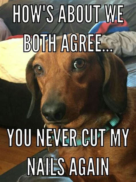 14 Funny Dachshund Memes To Cheer You Up Petpress