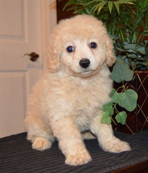 Find cavapoo dogs and puppies from michigan breeders. Cavapoo Puppies For Sale | Macomb, MI #252396 | Petzlover