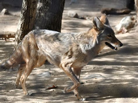 Canis Latrans Coyote In Orange County Zoo