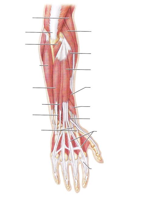 Human Arm Muscles Unlabeled