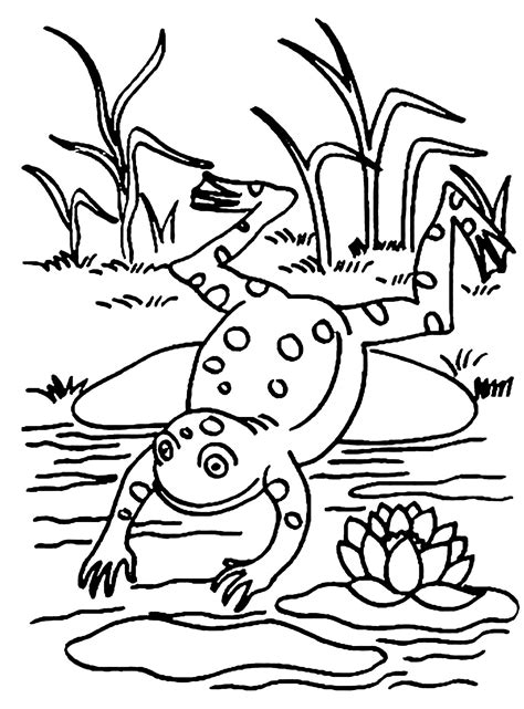 Coloring Pages Frogs Free Wallpapers Hd