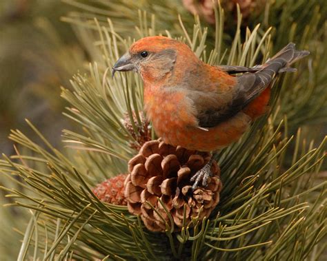 Red Crossbill Photograph By Amy Gerber Fine Art America