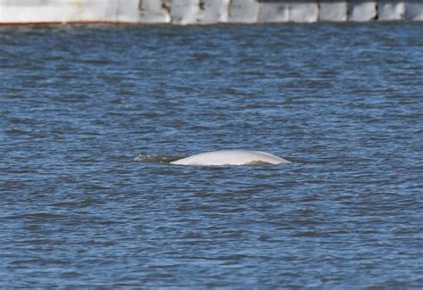 Benny The Beluga Whale Disappears From Thames
