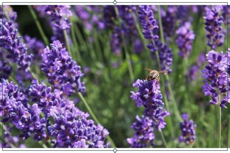 12 Types Of Lavender Growing Info Proflowers Blog Growing