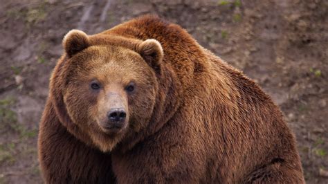 Brown Bear Wallpaper Wallpapersafari