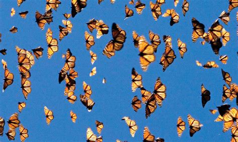 Eastern Monarch Butterfly Population Shows Signs Of Recovery Stories
