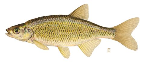Golden Shiner Fishes Of The Upper Green River Ky · Inaturalist