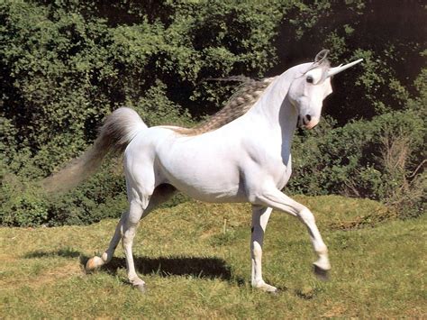 A Real Unicorn Fantasy Animals Wallpaper 5759005 Fanpop