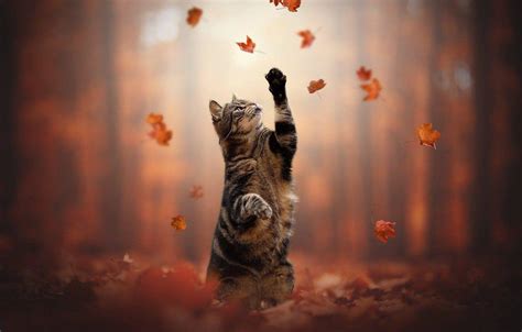Autumn Cat Desktop Wallpapers Top Free Autumn Cat Desktop Backgrounds