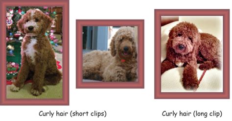 Curly coat types in goldendoodles. Goldendoodle Coat Types and Textures