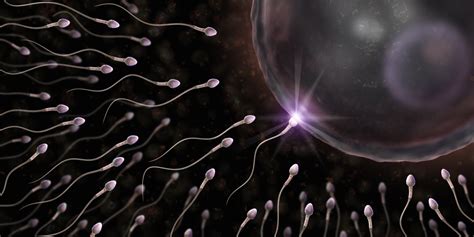 Du Spermatozoïde à Lovule La Fusion Enfin Expliquée