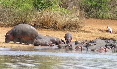 Hippopotamus Social Structure Hippoworlds