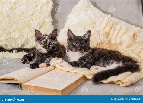 Two Maine Coon Kittens Are Playing Lying On Knitted Sweater Next To An