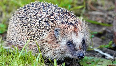 Check spelling or type a new query. Igel füttern im Winter: Was schmeckt den kleinen Nützlingen