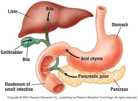 Controls entry of bile and pancreatic juice into duodenum. michellechapter8&22 - isami16