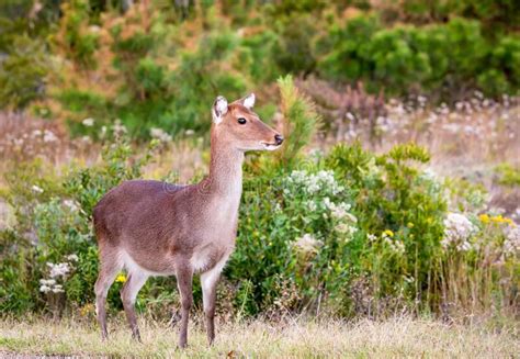 A Sika Deer At Assateague Island National Seashore Md Stock Image
