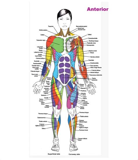 Printable Human Body Outline Template Pdf ~ Anatomy Coloring Pages