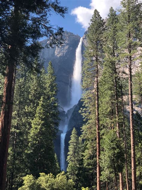 Upper And Lower Yosemite Falls Peeking Through The Trees Yosemite
