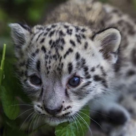 Snow Leopard Cub Now Has A Name Como Zoo Conservatory