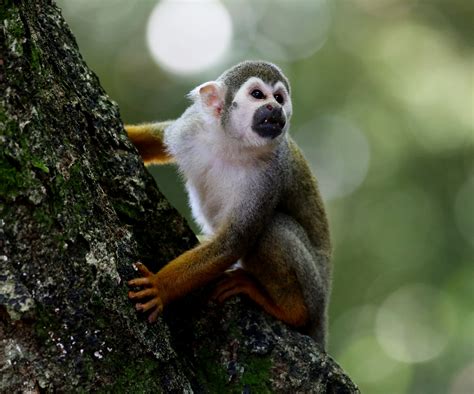 Free Images Animal Wildlife Wild Mammal Fauna Primate Squirrel