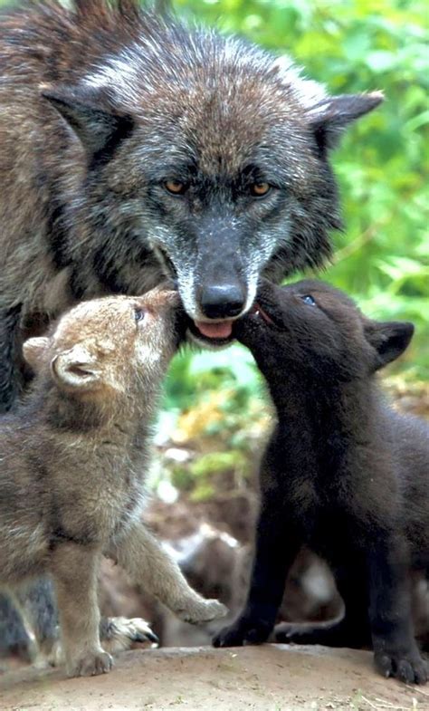 Mother Wolf And Her Cubs Ranimalsbeingmoms