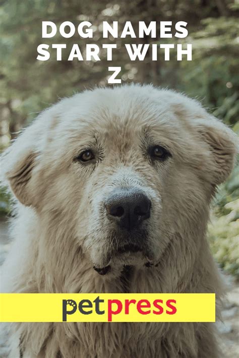 Dog Names That Start With Z - Popular Male & Female Dog Names With Z