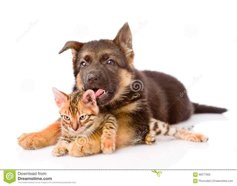 German Shepherd Puppy Dog Licking Little Bengal Cat