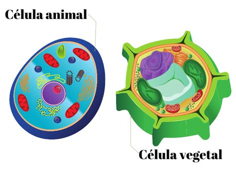 O Que é Célula Eucarionte Exemplos E Tipos Significados