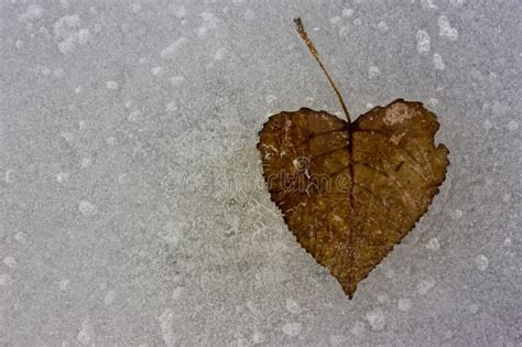 Cold Hearted Snake ~ Uncaring Deceitful Love Stock Photo Image Of