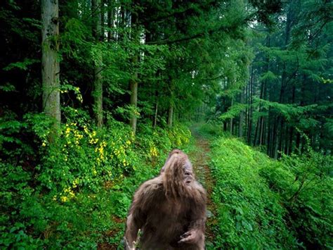 What Are The Bigfoot Sasquatch Ask Mystic Investigations