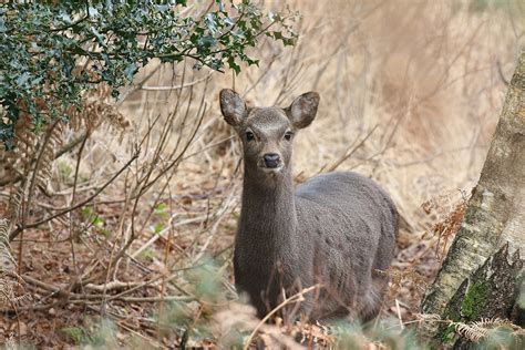Sika Deer Cervus Nippon Juvenile Taken At Arne Rspb D Flickr