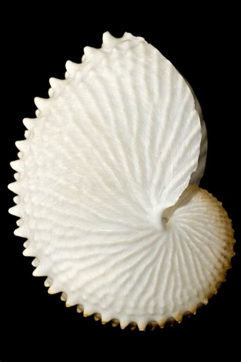 Paper Nautilus Stock Image Image Of Marine Fragile 16311577