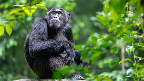 Why Seeing Chimpanzees Is An Epic Wildlife Experiences Lonely Planet