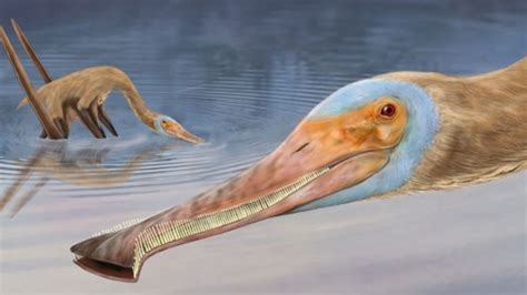 Never Before Seen Pterosaur Had Nearly 500 Teeth And Ate Like A