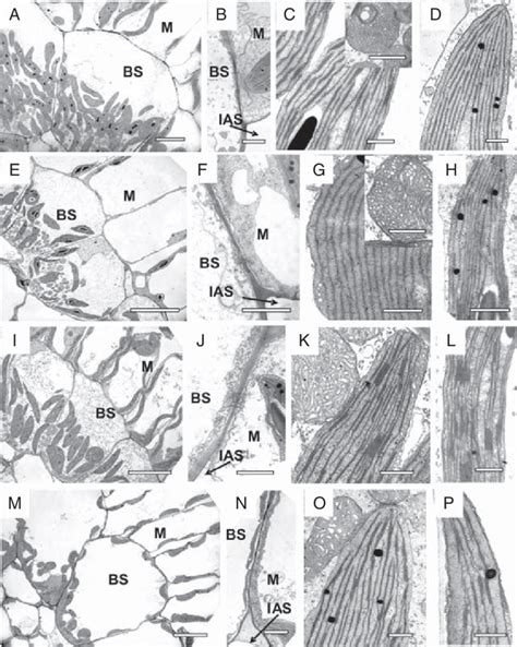 Electron Microscopy Of Bundle Sheath And Mesophyll Chlorenchyma Cells
