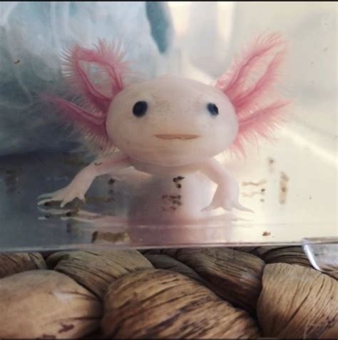 Cute Axolotl Smiling