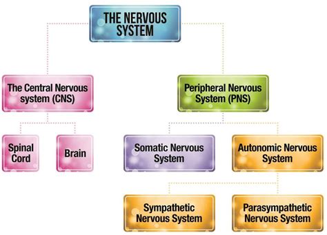 Central Nervous System Diagram Chart Scientific Publishing The