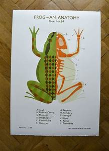 Image Of Frog School Chart Fish Chart Commercial Art Risograph Bugs