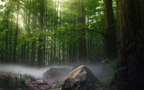 3840x2400 Sunbeams Forest Daylight Covered By Trees 4k Hd 4k Wallpapers